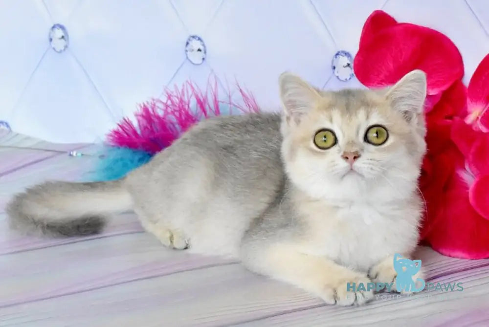 Ulies British Shorthair male blue golden shaded live animals