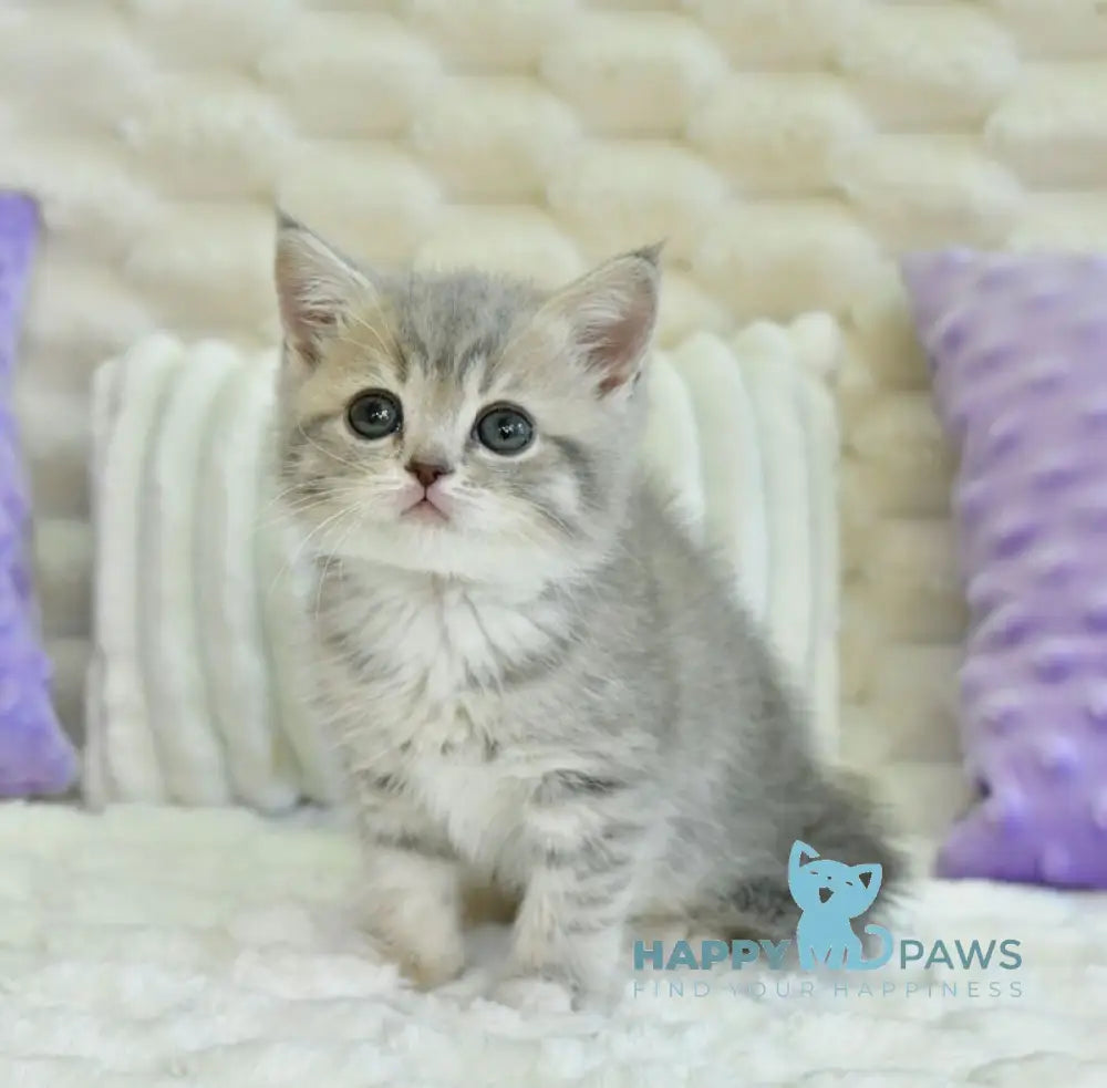Ulika Scottish Straight female blue spotted tabby live animals