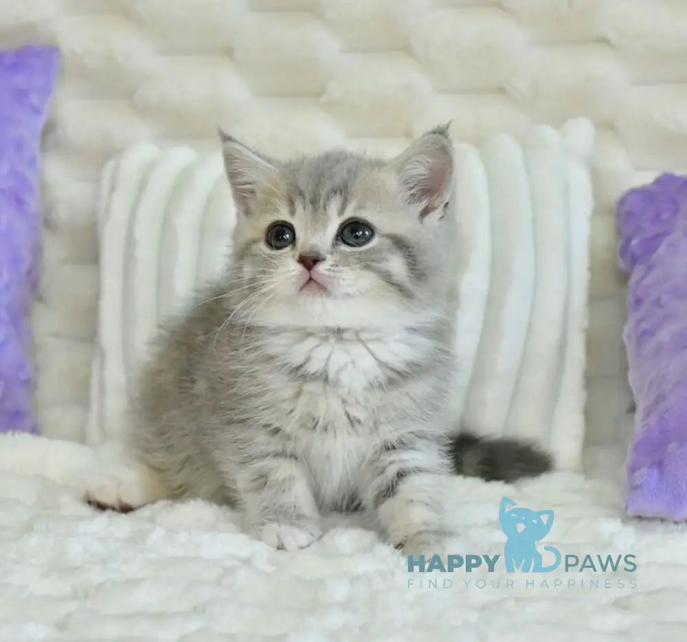 Ulika Scottish Straight female blue spotted tabby live animals