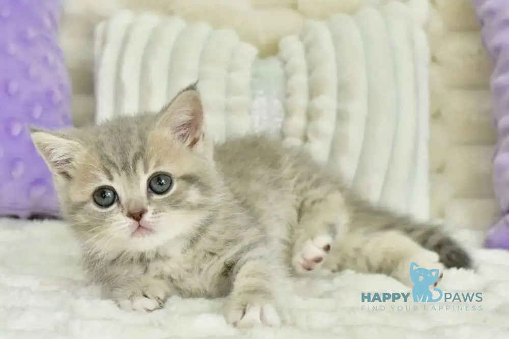 Ulika Scottish Straight female blue spotted tabby live animals