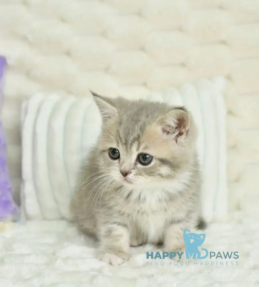 Ulika Scottish Straight female blue spotted tabby live animals