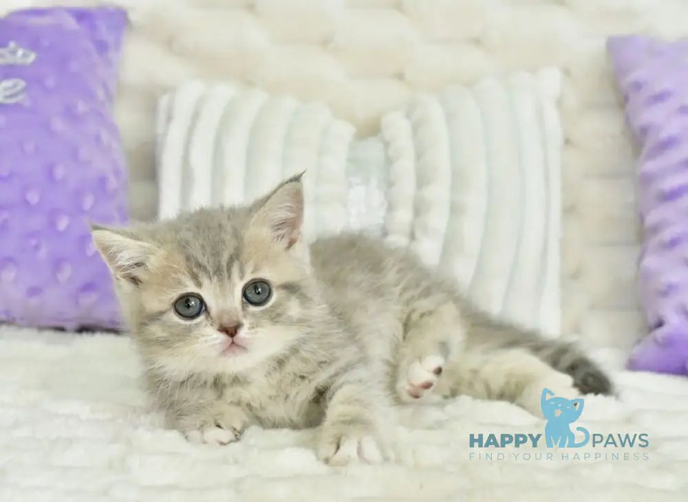 Ulika Scottish Straight female blue spotted tabby live animals
