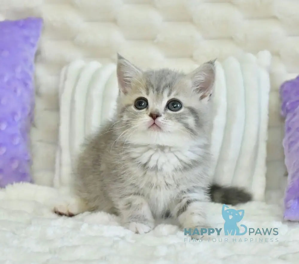 Ulika Scottish Straight female blue spotted tabby live animals