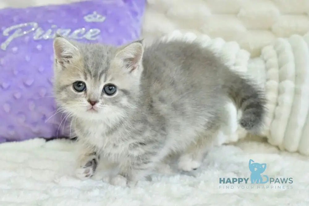 Ulika Scottish Straight female blue spotted tabby live animals