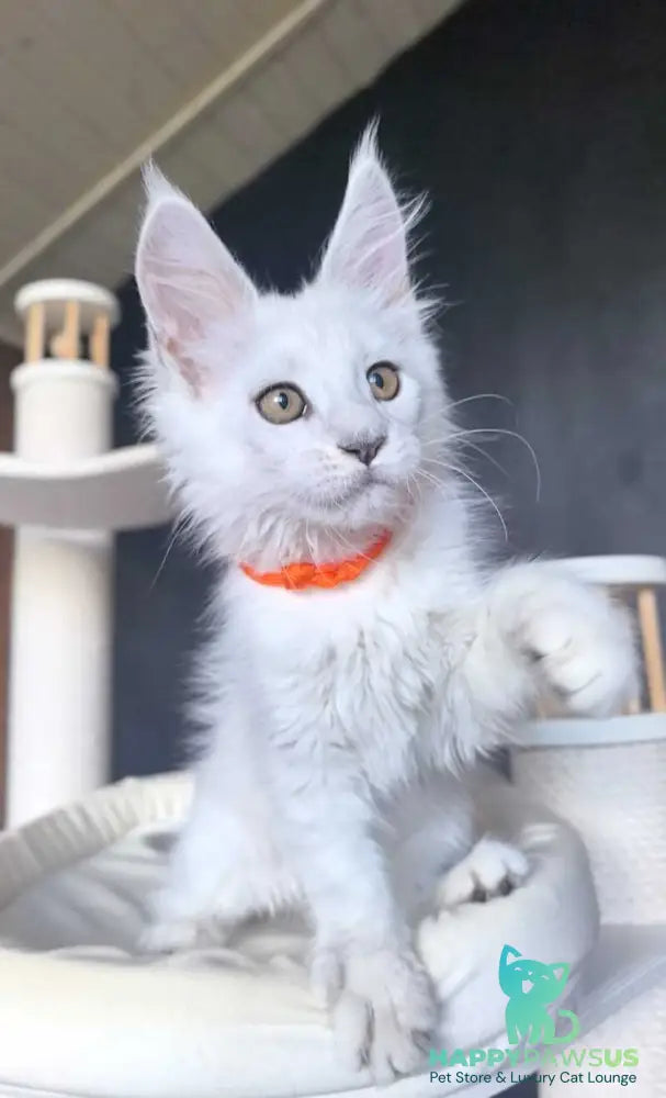 Ulina Maine Coon female black silver shaded - live animals