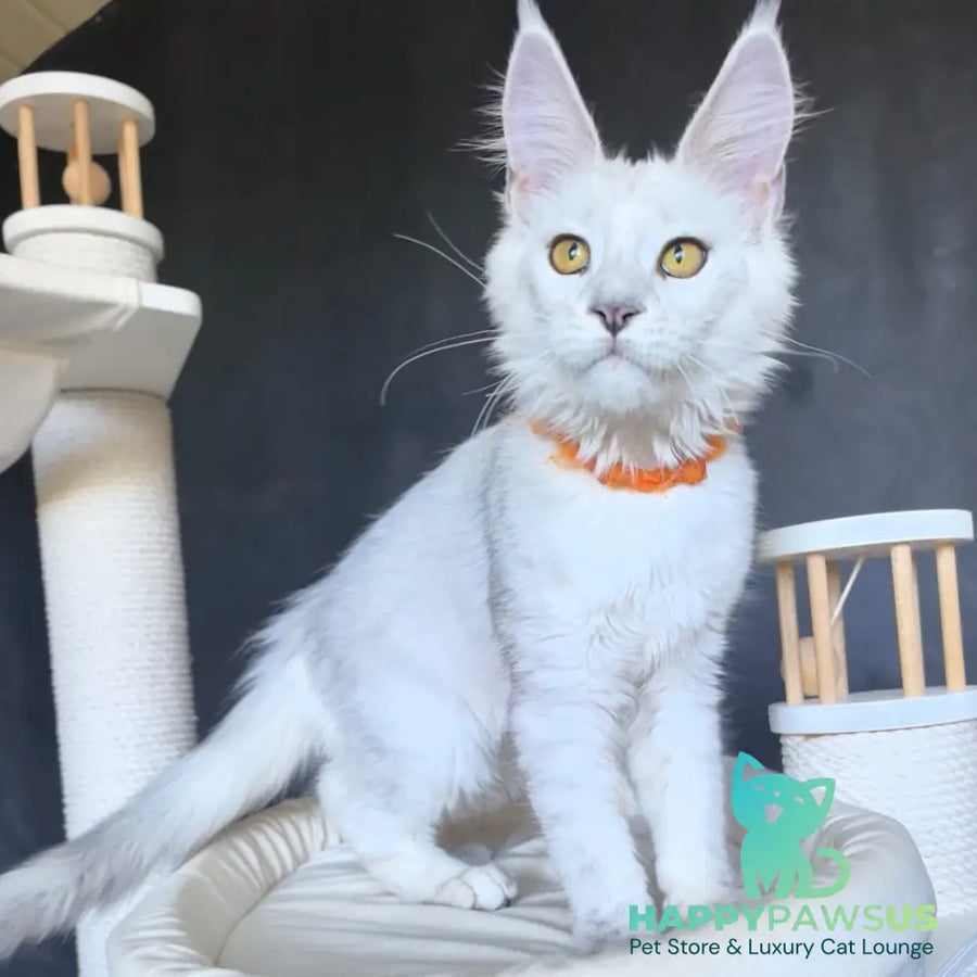 Ulina Maine Coon female black silver shaded - live animals