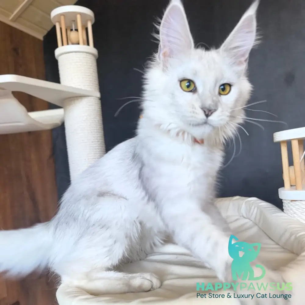 Ulina Maine Coon female black silver shaded - live animals
