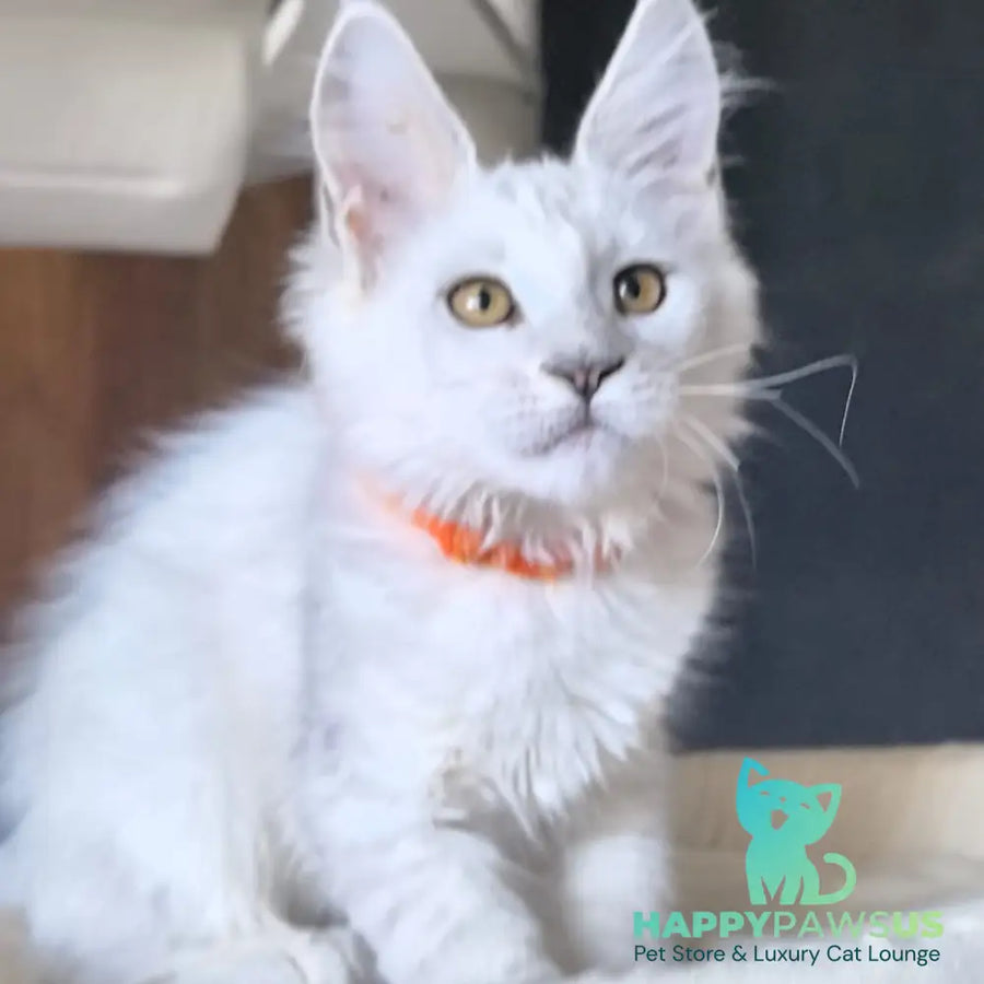 Ulina Maine Coon female black silver shaded - live animals