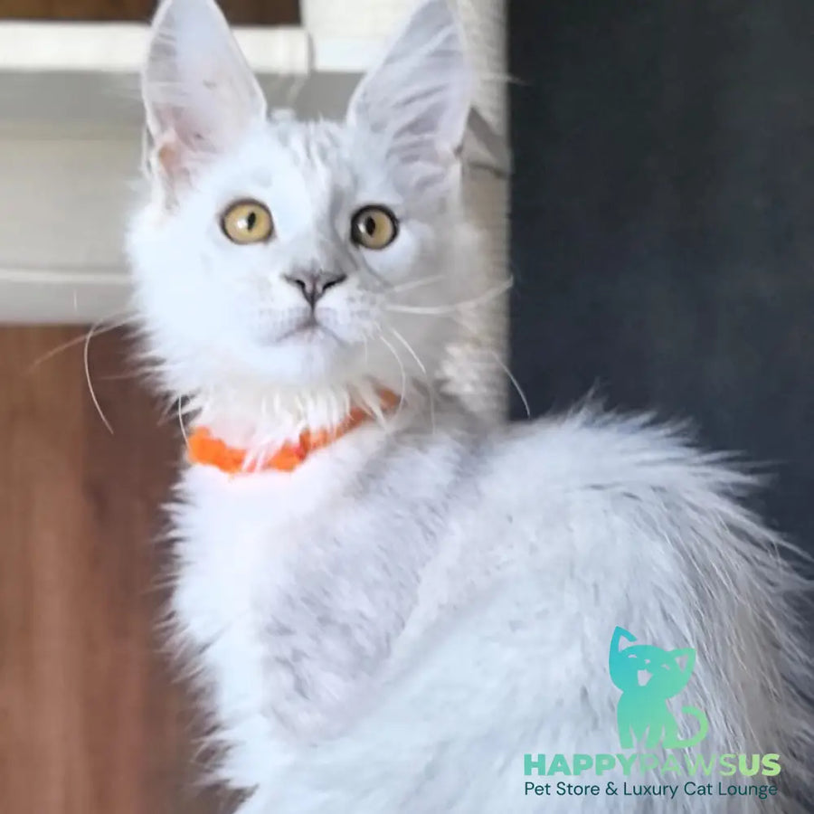 Ulina Maine Coon female black silver shaded - live animals