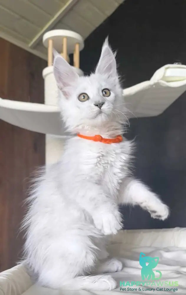 Ulina Maine Coon female black silver shaded - live animals