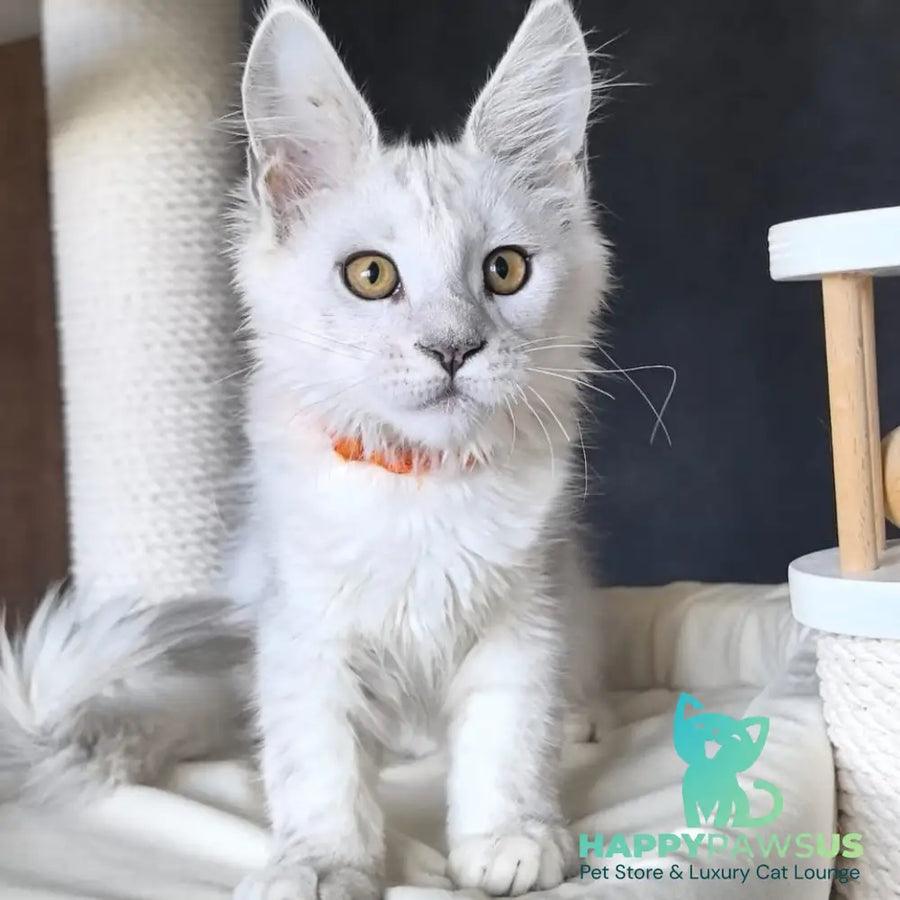 Ulina Maine Coon female black silver shaded - live animals