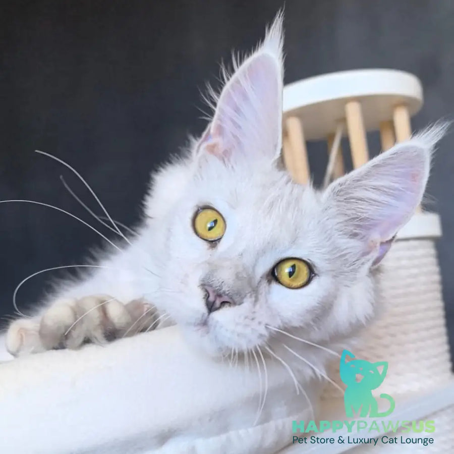 Ulina Maine Coon female black silver shaded - live animals