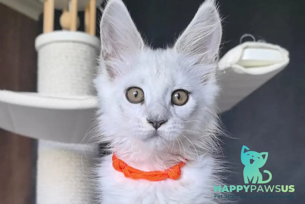 Ulina Maine Coon female black silver shaded - live animals