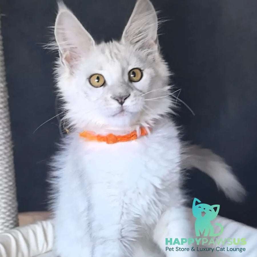 Ulina Maine Coon female black silver shaded - live animals