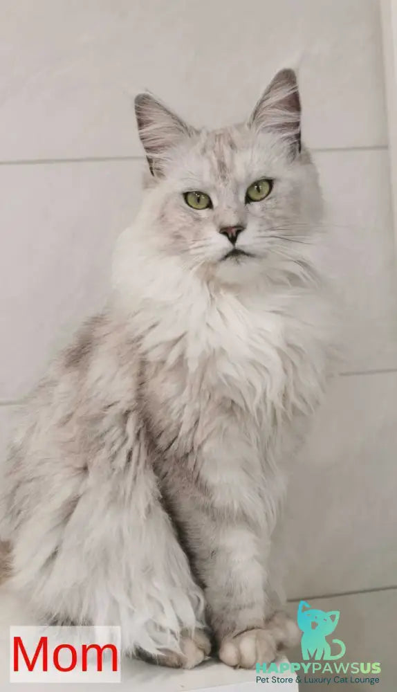 Ulina Maine Coon female black silver shaded - live animals
