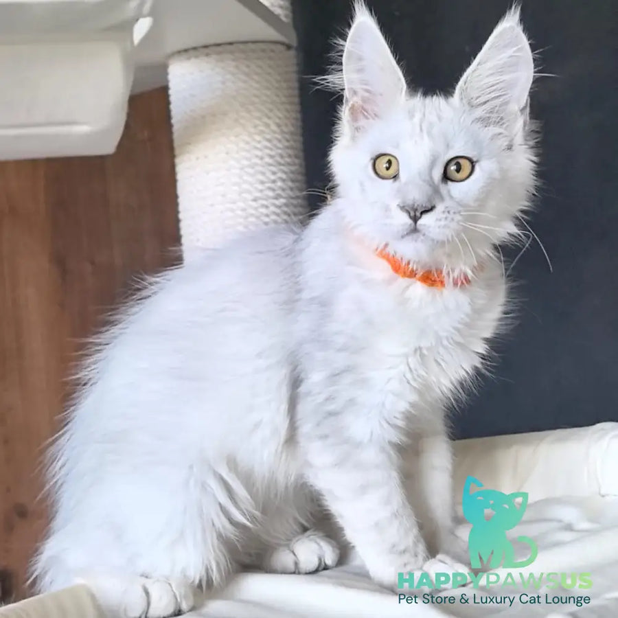 Ulina Maine Coon female black silver shaded - live animals