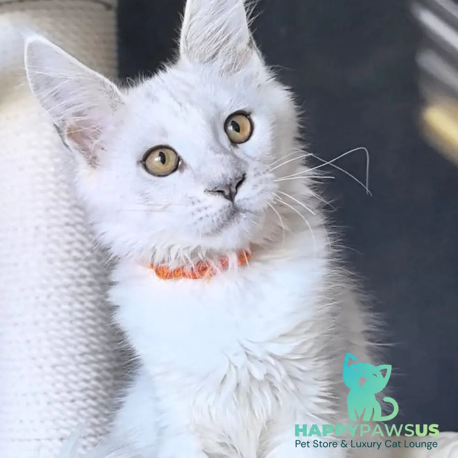 Ulina Maine Coon female black silver shaded - live animals