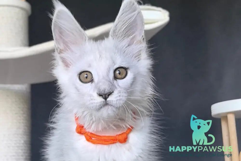 Ulina Maine Coon female black silver shaded - live animals