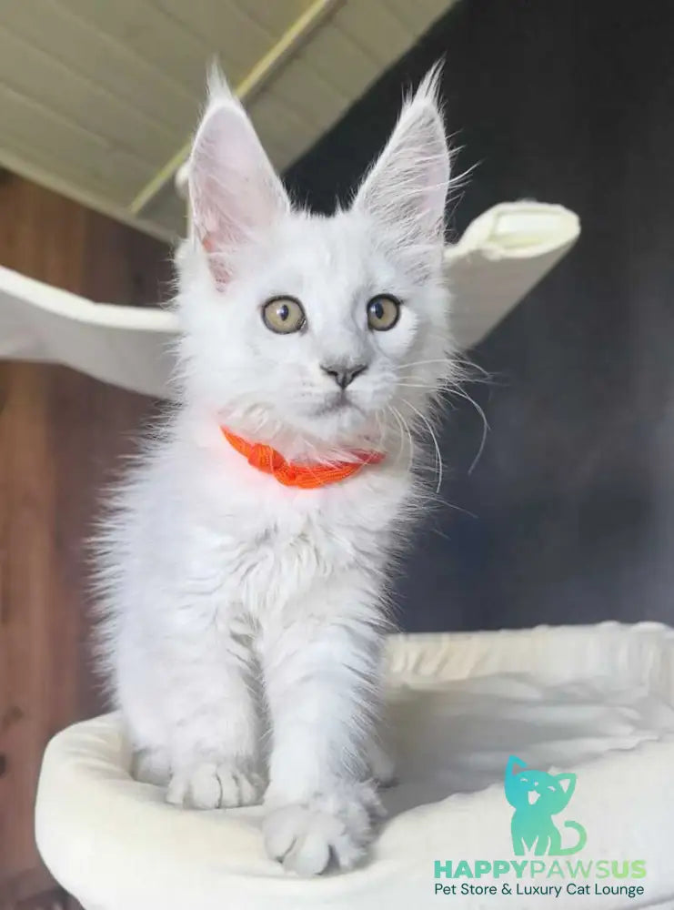 Ulina Maine Coon female black silver shaded - live animals