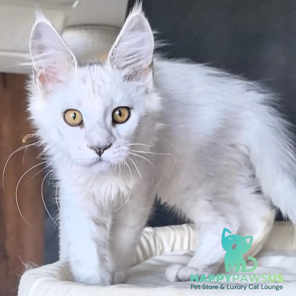 Ulina Maine Coon female black silver shaded - live animals