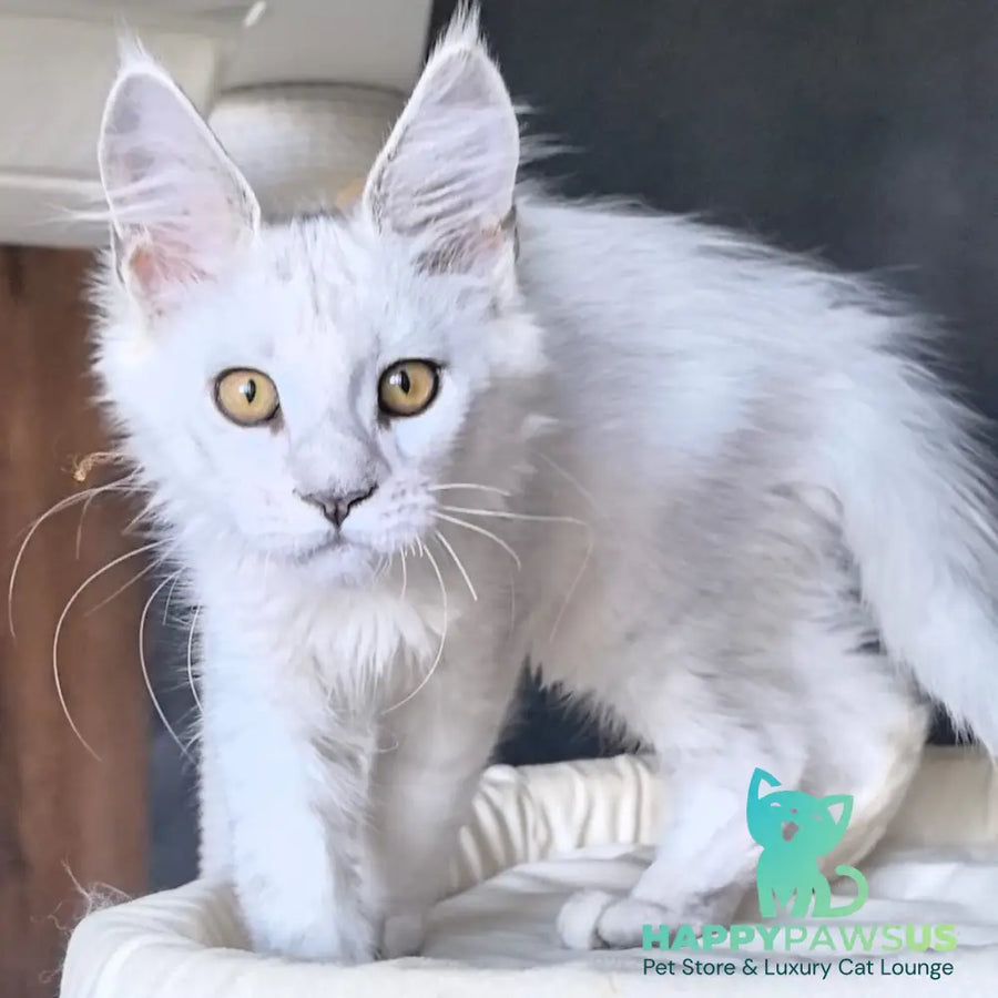 Ulina Maine Coon female black silver shaded - live animals