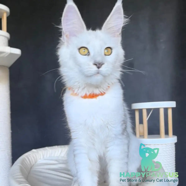 Ulina Maine Coon female black silver shaded - live animals