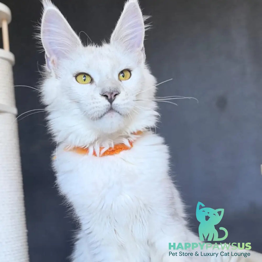 Ulina Maine Coon female black silver shaded - live animals