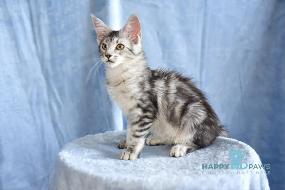 Ulina Maine Coon female black silver tabby live animals