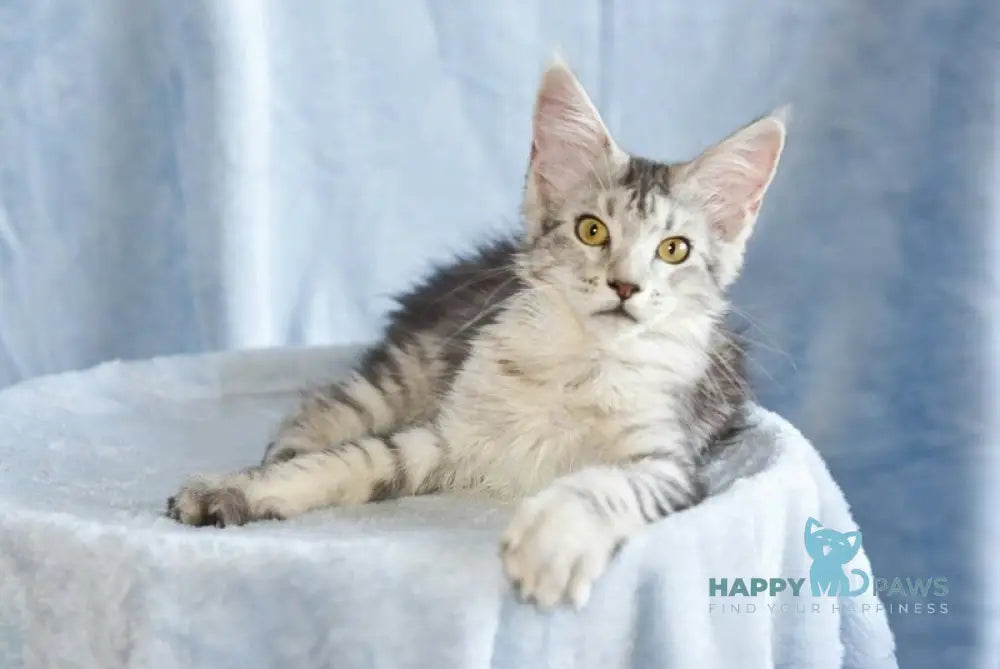 Ulina Maine Coon female black silver tabby live animals