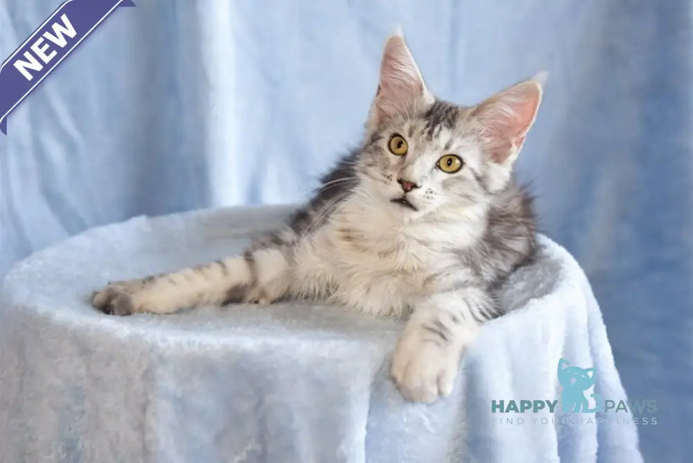 Ulina Maine Coon female black silver tabby live animals
