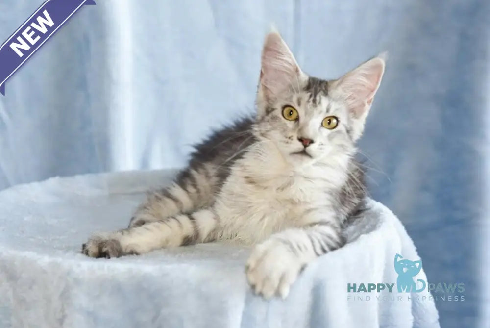 Ulina Maine Coon female black silver tabby live animals