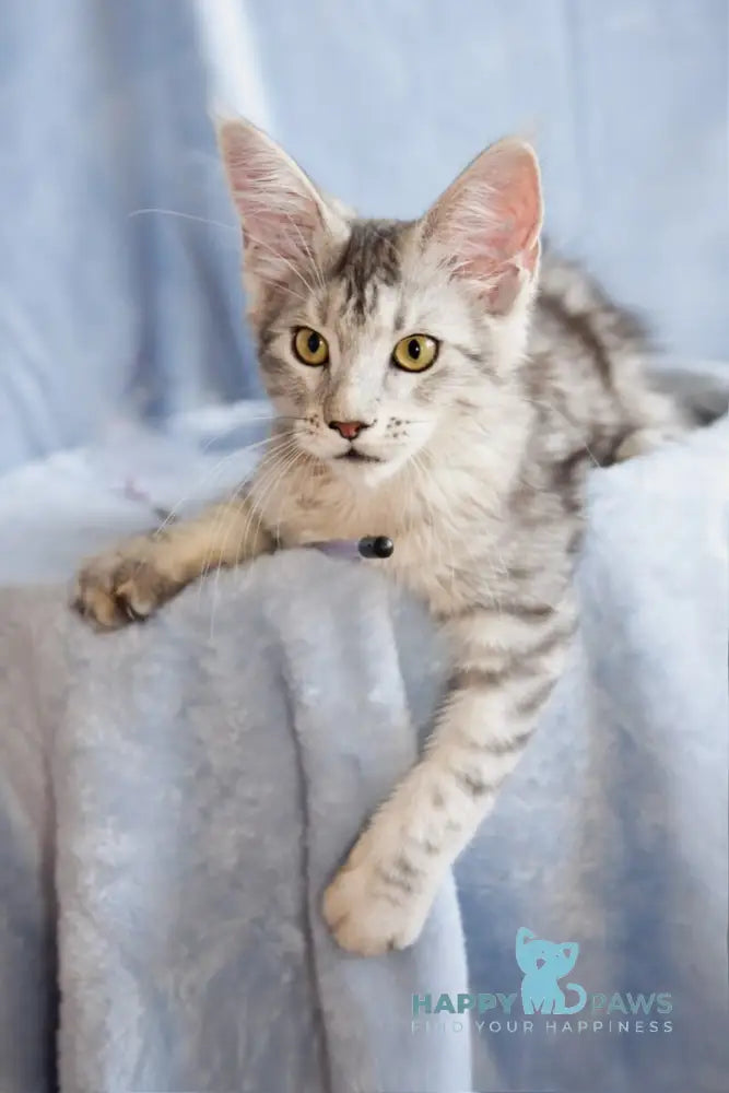 Ulina Maine Coon female black silver tabby live animals