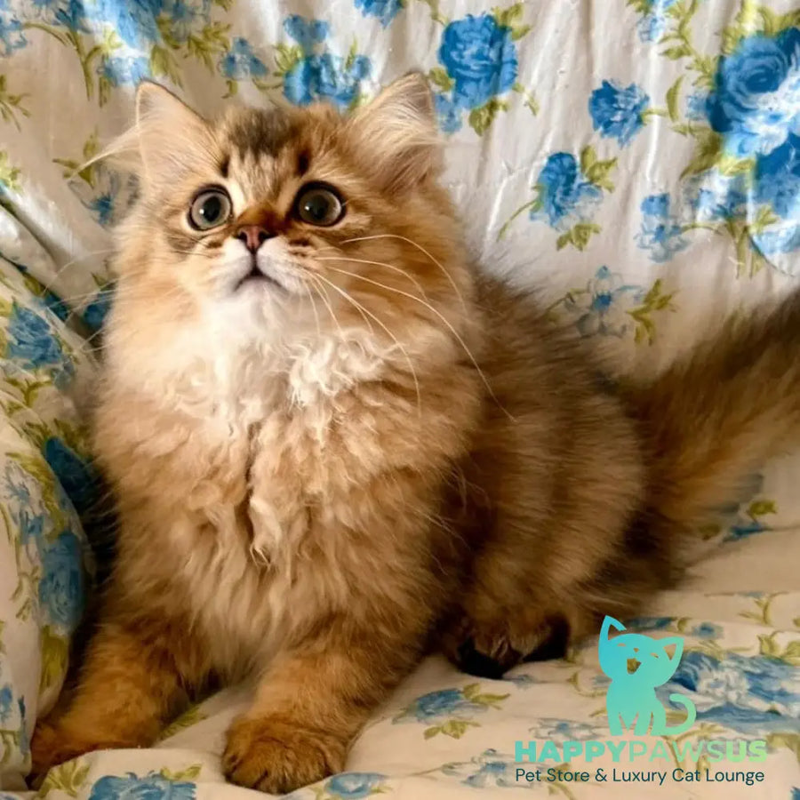 Ulis British Longhair male black golden ticked tabby - live animals