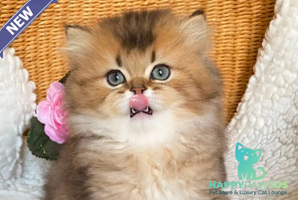 Ulis British Longhair male black golden ticked tabby - live animals