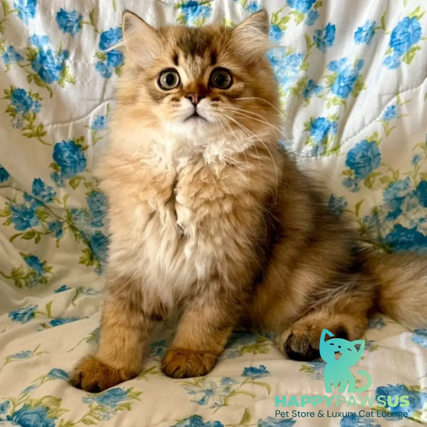 Ulis British Longhair male black golden ticked tabby - live animals