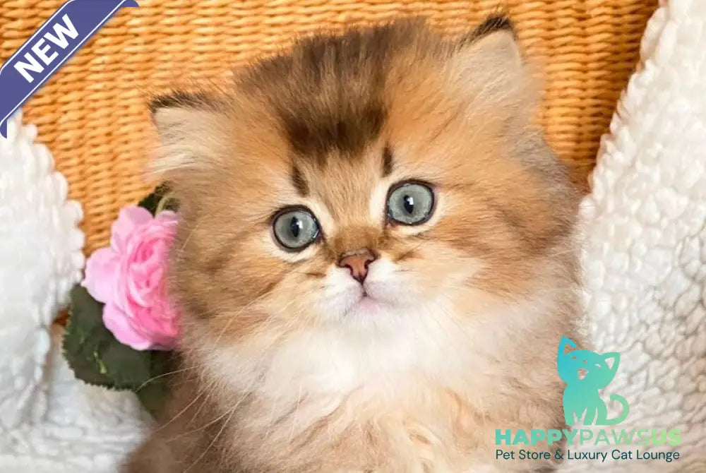 Ulis British Longhair male black golden ticked tabby - live animals