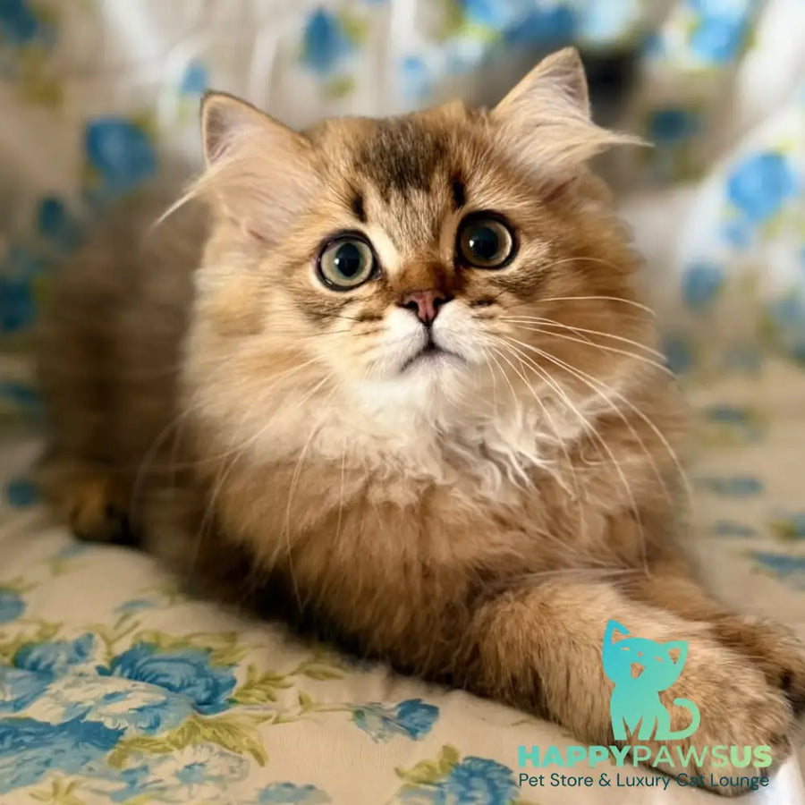 Ulis British Longhair male black golden ticked tabby - live animals