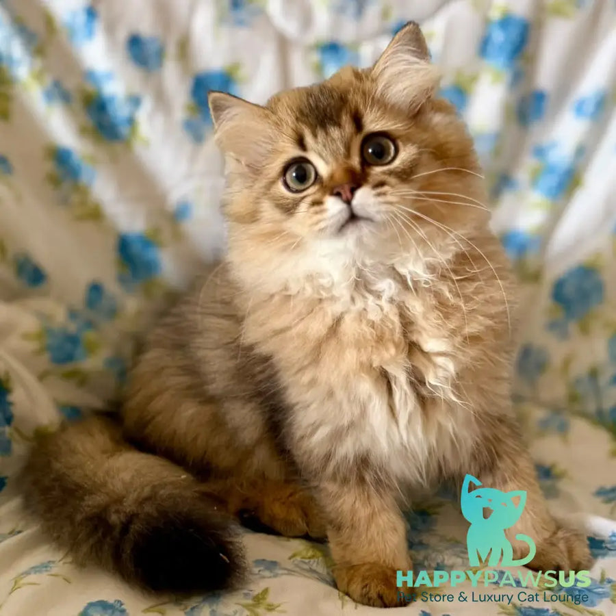 Ulis British Longhair male black golden ticked tabby - live animals