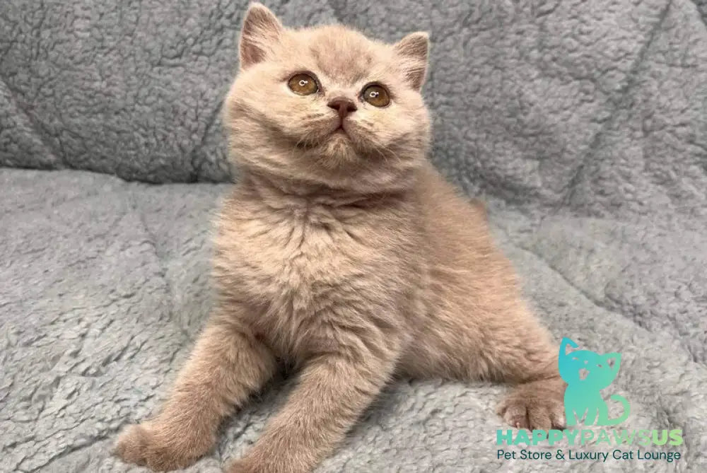 Ulis British Shorthair male lilac - live animals