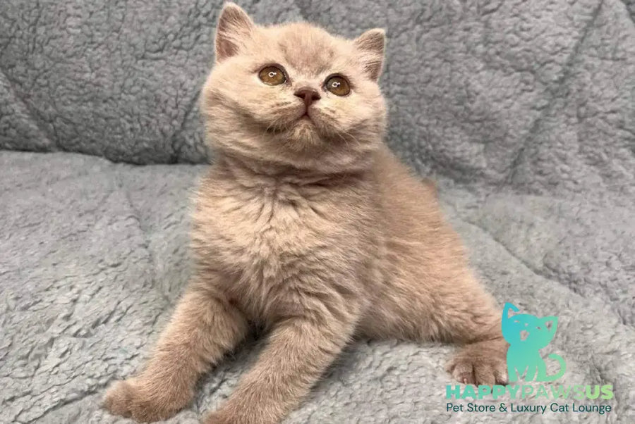 Ulis British Shorthair male lilac - live animals