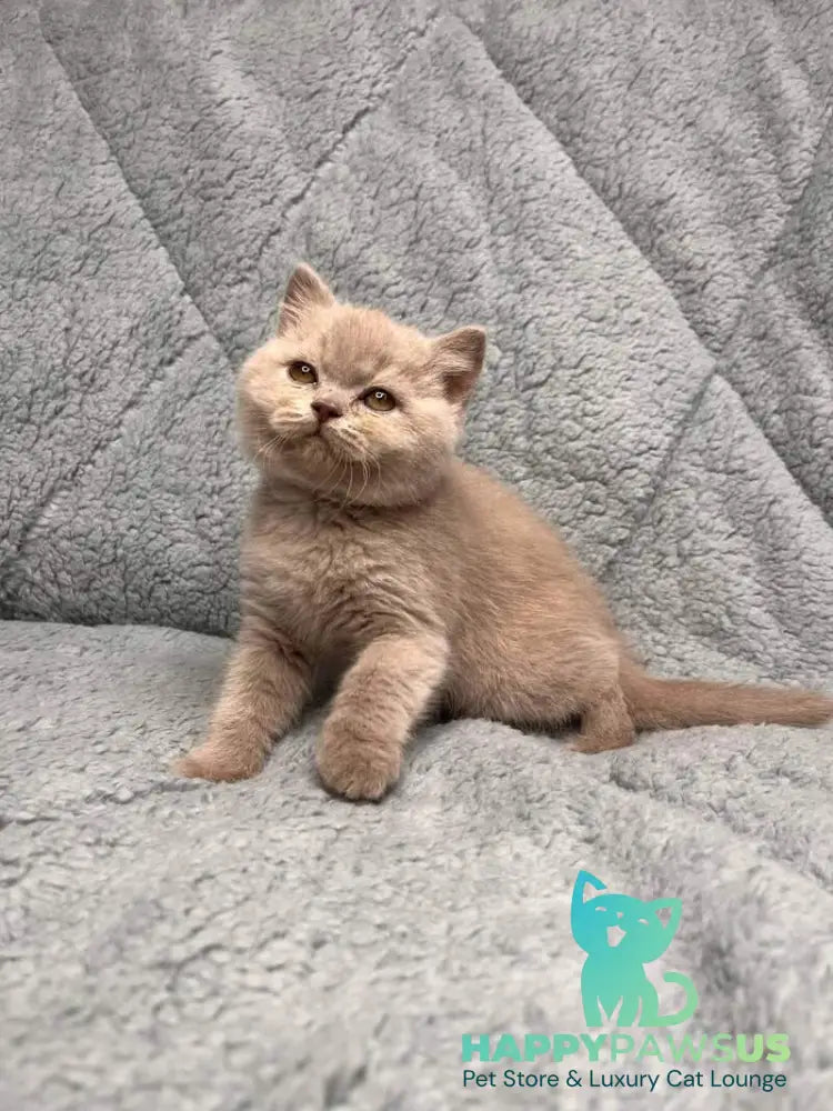 Ulis British Shorthair male lilac - live animals