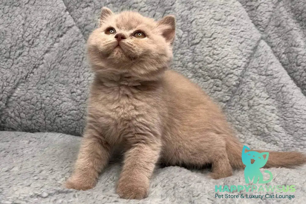 Ulis British Shorthair male lilac - live animals