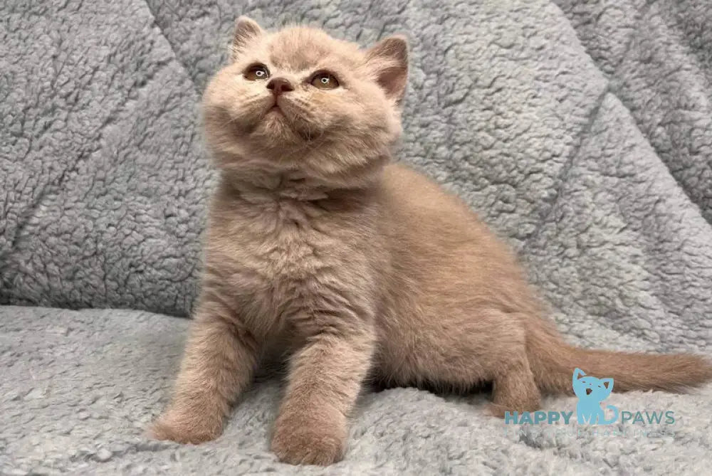 Ulis British Shorthair male lilac - live animals