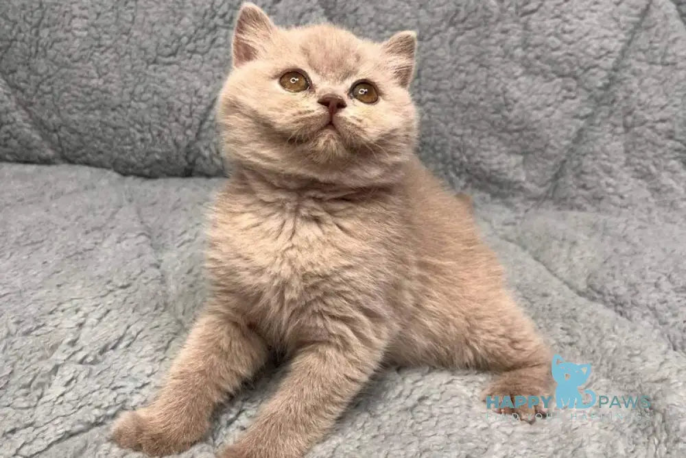 Ulis British Shorthair male lilac - live animals