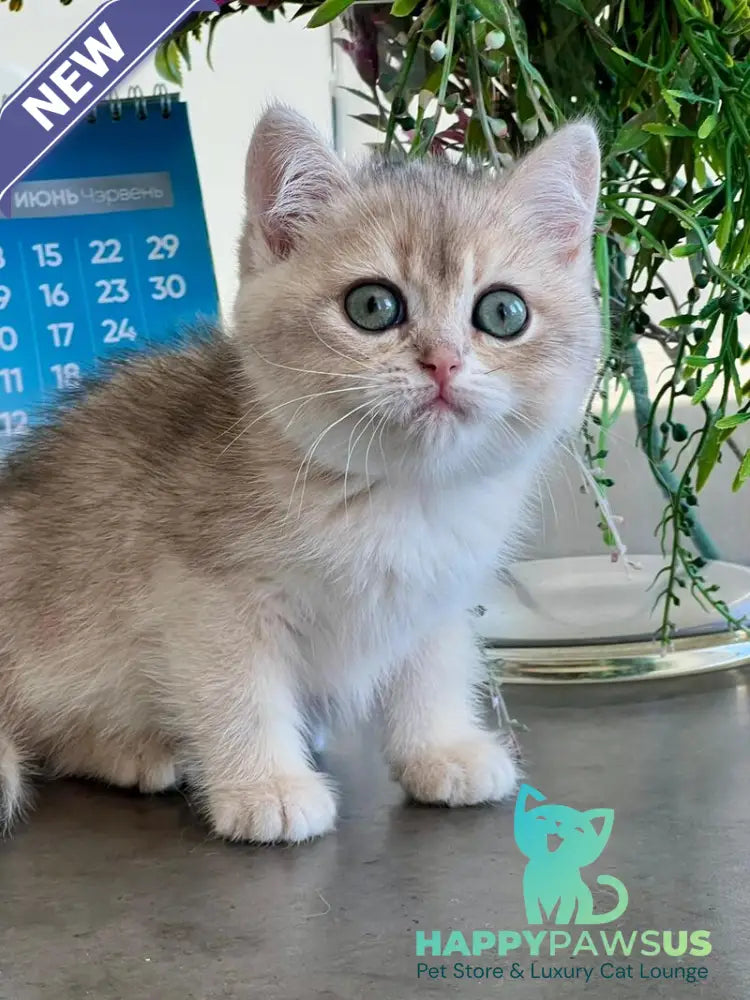 Uliss British Shorthair male blue golden shaded - live animals
