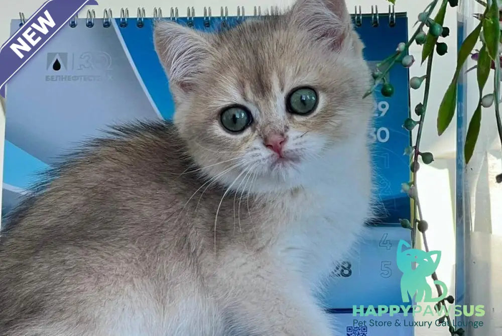 Uliss British Shorthair male blue golden shaded - live animals