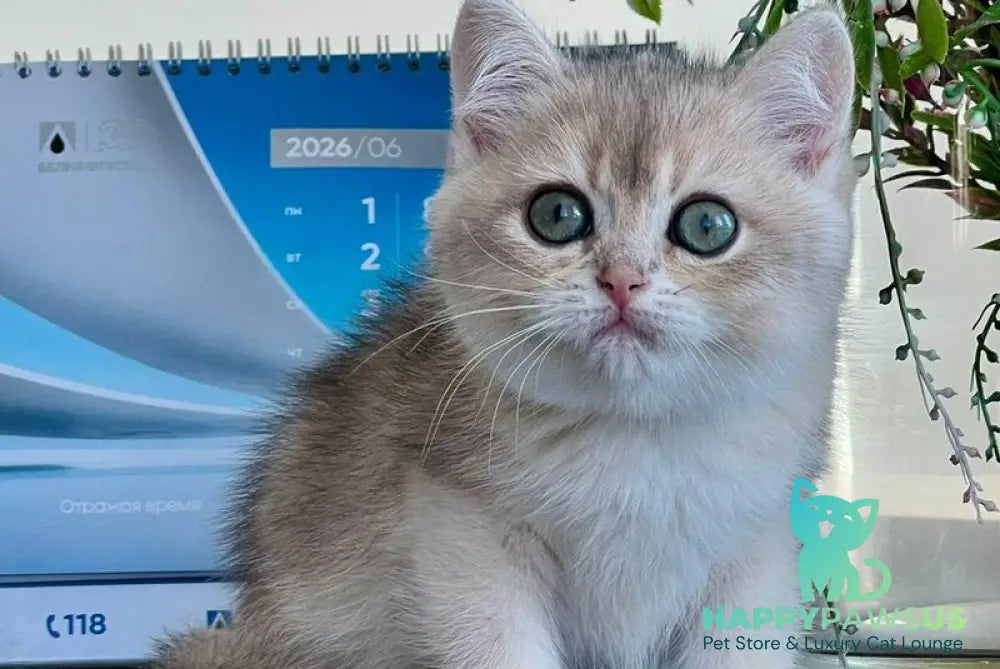 Uliss British Shorthair male blue golden shaded - live animals