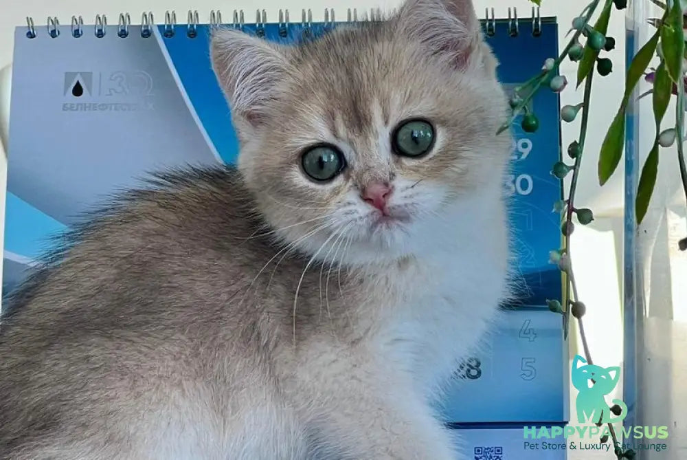Uliss British Shorthair male blue golden shaded - live animals