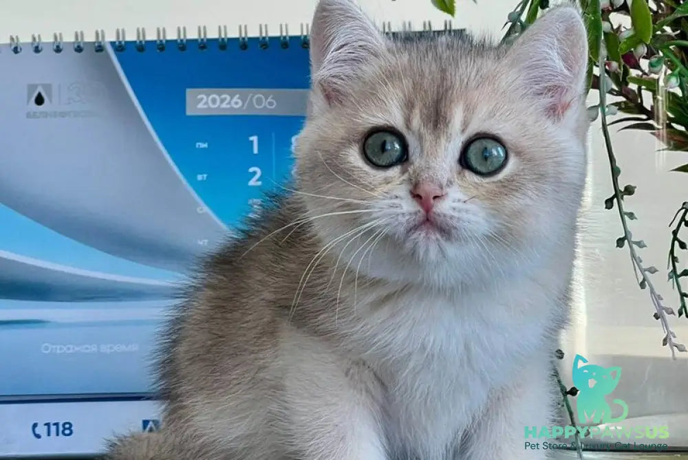 Uliss British Shorthair male blue golden shaded - live animals