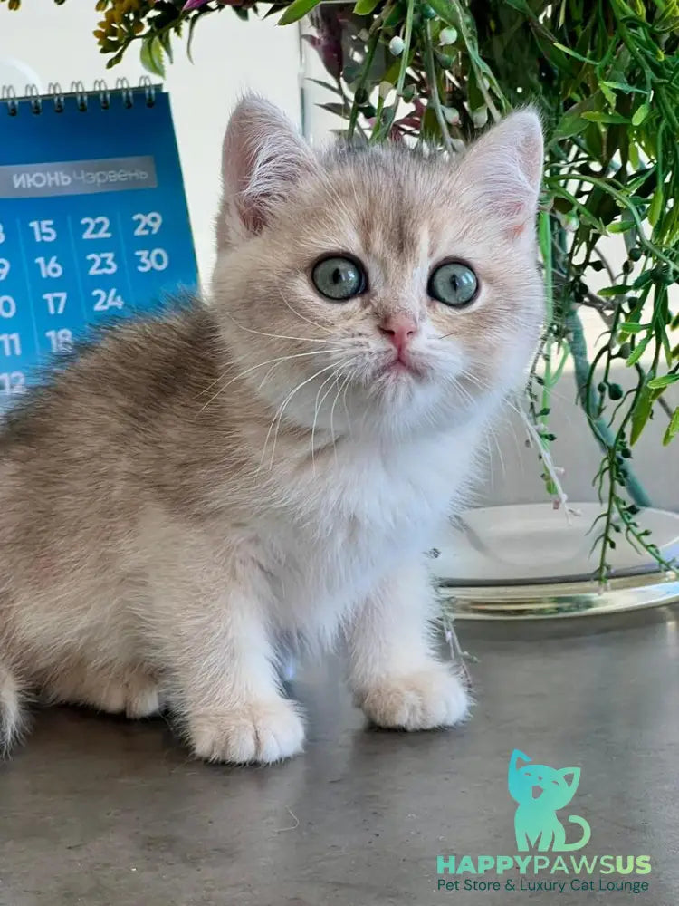 Uliss British Shorthair male blue golden shaded - live animals